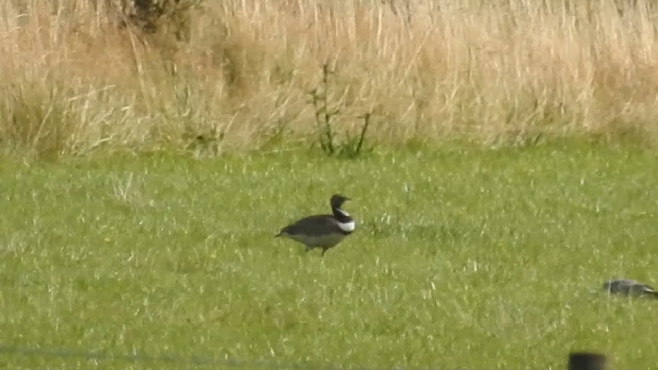 Little Bustard (W Yorks. 06-08-19) 