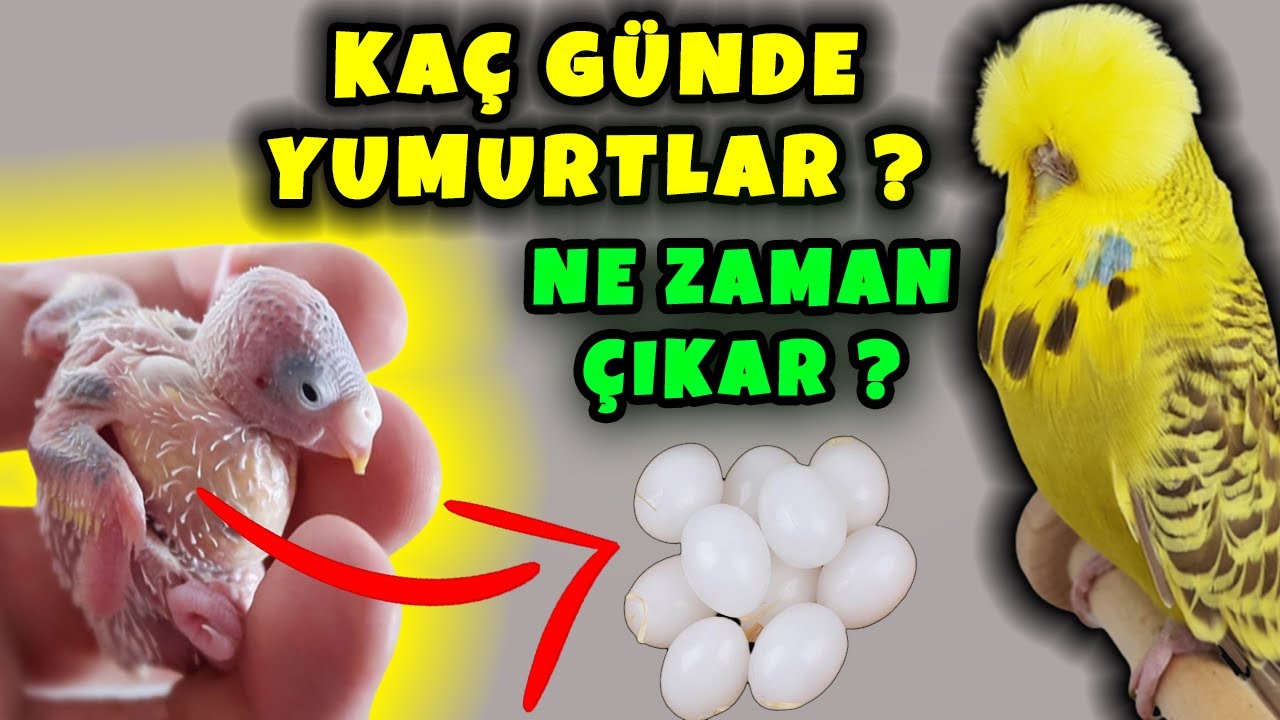 Muhabbet Kuşu Kaç Günde Yumurtlar ? Muhabbet Kuşu Yumurtası Ne Zaman Çıkar ?