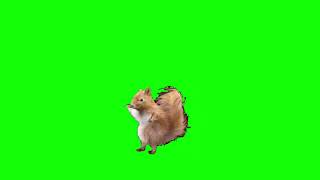 dancing squirrel green screen but it's 645ar 4 da trap ekstreme earrape