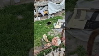 Sevgi Emek Ister लल Şfet