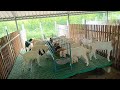 Vignesh goat farm thalacherry/Boer cross 🐐 🐐 🐐 fram Address : Dharmapuri district,7904085915