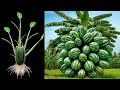 Great Skill... How i Growing Banana with Watermelon Fruit To Get Lots of Amazing Fruit