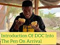 One how to introduce your doc into the pen on day one step by step guide for beginners