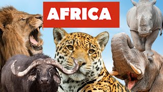 4K African Safari Wildlife Adventure - Relaxing Piano Music - Serene