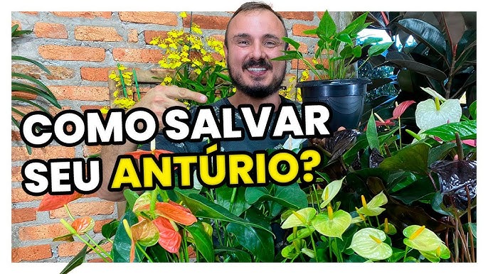 Como plantar antúrio - Revista Globo Rural