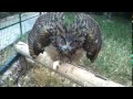 μπουφος ,eurasian eagle owl