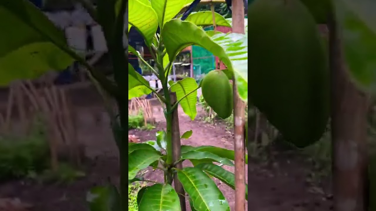 Chok Anan|Honey Mango