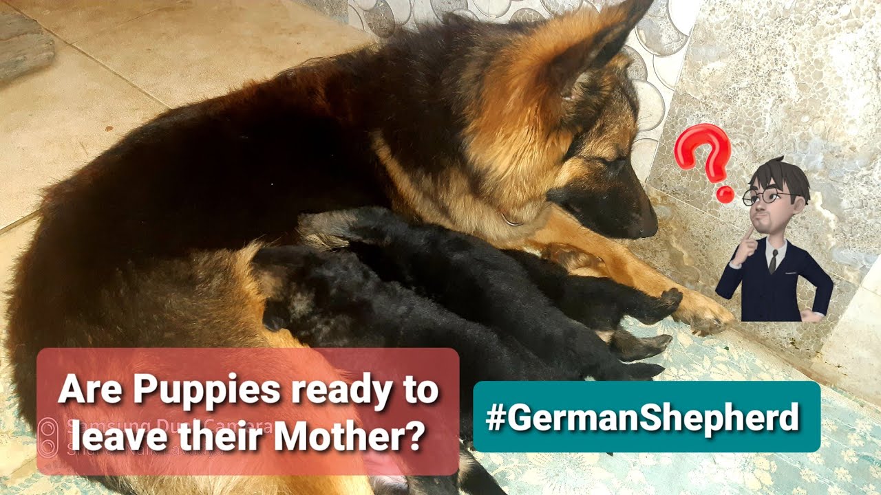 Are Puppies Ready To Leave Their Mother Dora Germanshepherd Dog Petlover Youtube