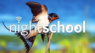 NightSchool: Songbirds in Spring