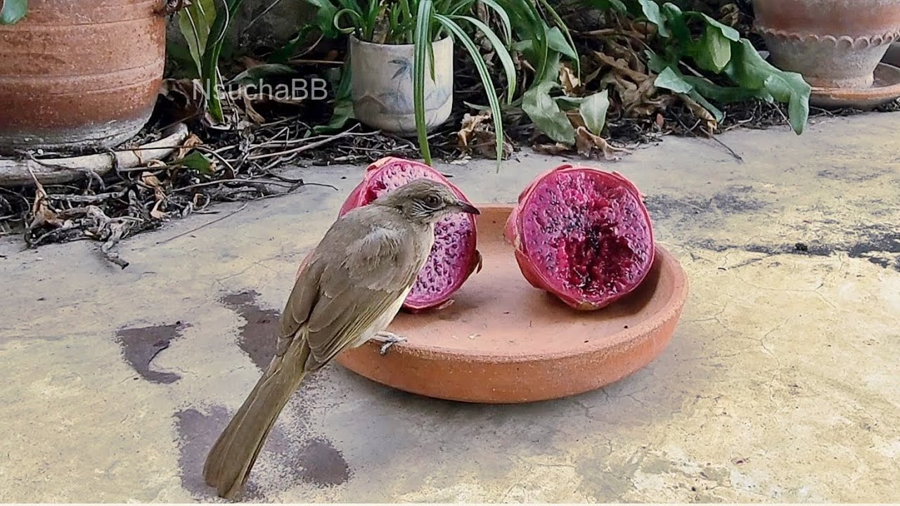 Birds Eating Dragon Fruit นกกินแก้วมังกร YouTube