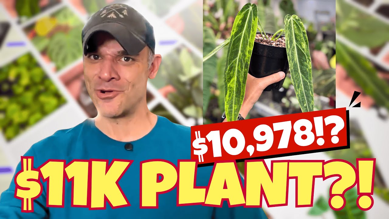 Редкие ароиды за 11 000 долларов в 2026 году?! Антуриум, Монстера и другие
