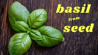 Dozens of basil easily and quickly - Βασιλικοί από σπόρο