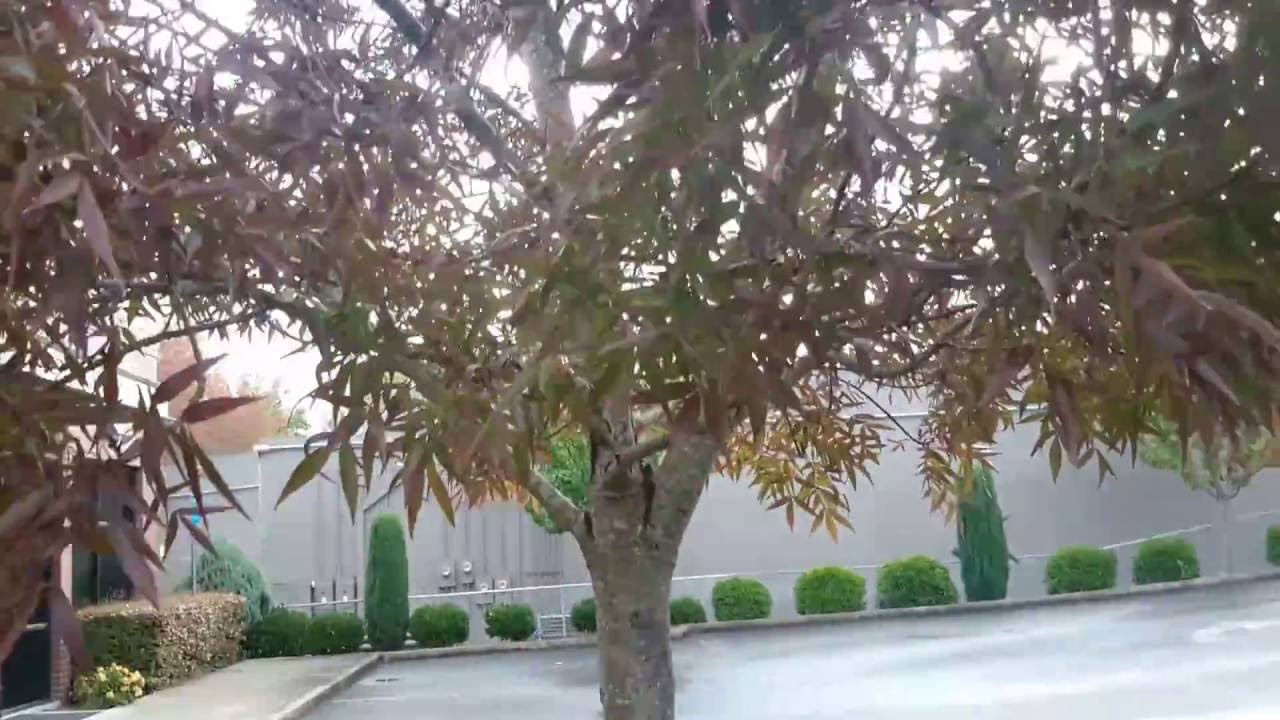 Fraxinus oxycarpa 'Raywood' / Raywood Ash YouTube