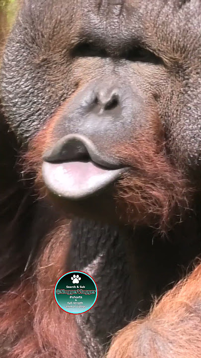 Dengarkan Vokalisasi Orangutan yang Menakjubkan Ciuman, Suara Ciuman, Panggilan Panjang, dan Gerutuan