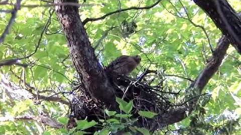 Mockingbirds aggressively taunting female Red Shouldered Hawk