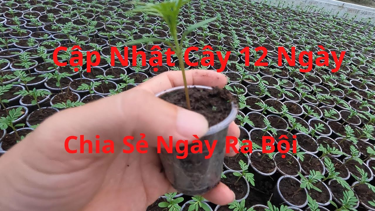 Chia Sẻ Bao Nhiêu Ngày Thì Ra Bội Vạn Thọ Con? Cách Chăm Sóc Nuôi Dưỡng Cây Con