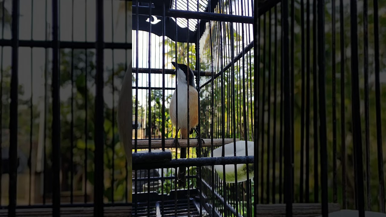 Burung cendet 