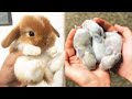 Cute baby animals Videos Compilation cute moment of the animals #15 Cutest Animals 2023