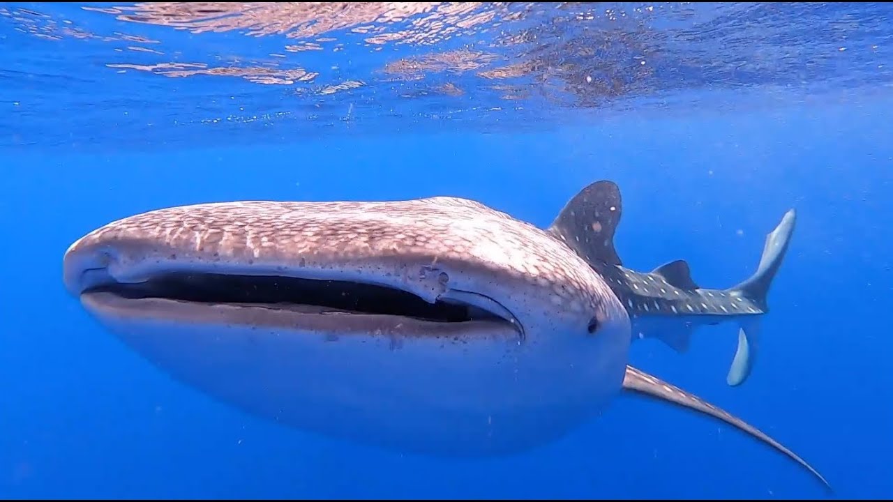 Aquarium Fishery Scientists Hawaii YouTube