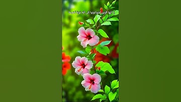 سورة التحريم الايه 8 ﴿ يَا أَيُّهَا الَّذِينَ آمَنُوا تُوبُوا إِلَى اللَّهِ تَوْبَةً نَّصُوحًا ....