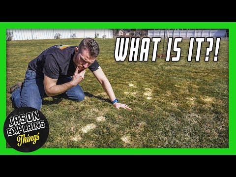 WHAT IS THIS? Winter Lawn Damage Explained! (Snow Mold Grass)