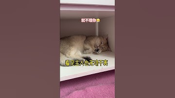 #shorts This is typical of lazy cats.