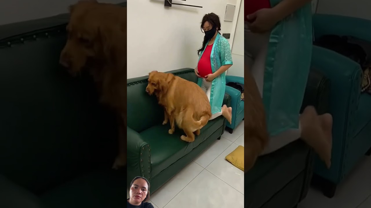 #funny #retreiver #dog #comedy #pets #animals #cat #cute #shortvideo #shorts #humor #aww