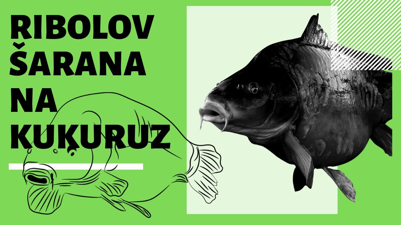 Ribolov šarana na kukuruz – 5 savjeta za početnike i znalce