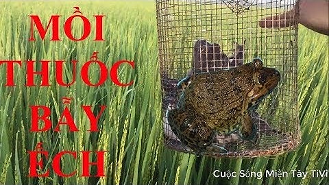 Bẫy Ếch Đồng bằng Lợp - Dính Toàn Ếch Khủng | Cuộc sống miền Tây
