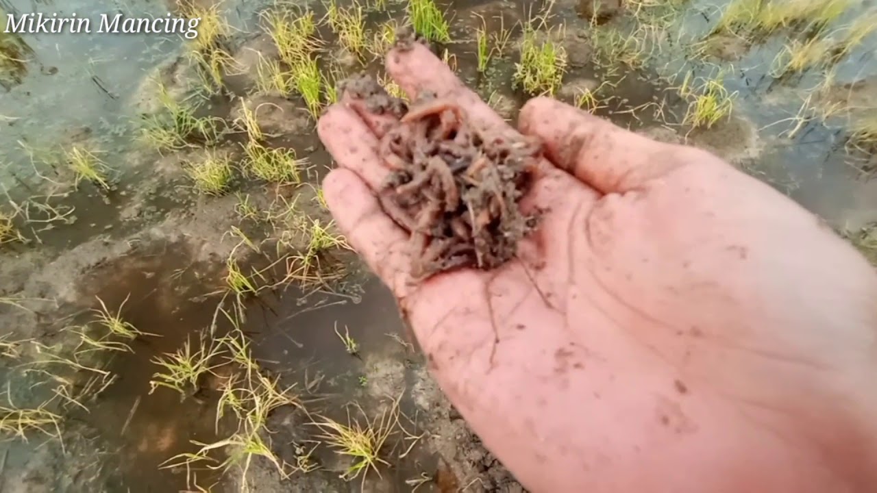 Carik cacing susu untuk mancing mudah di dapat disawah 