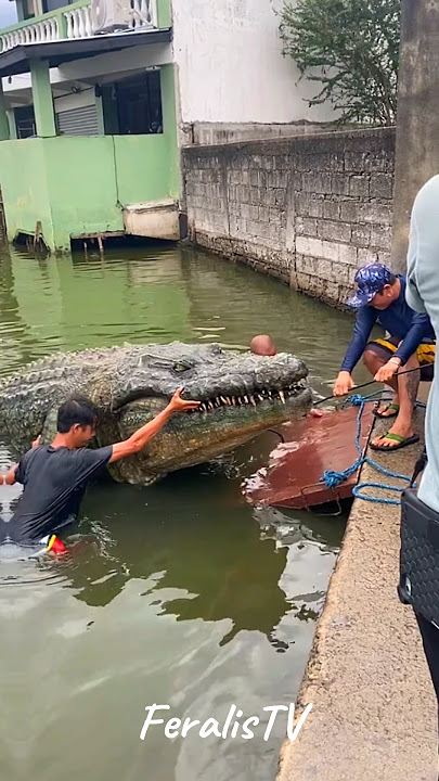 Animal Metamorphosis Amazing Big Crocs #animaljourney #animaltransformation #wildlife #animalgrowth