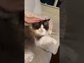 猫ちゃんと添い寝時間🐱🫶 #かわいい