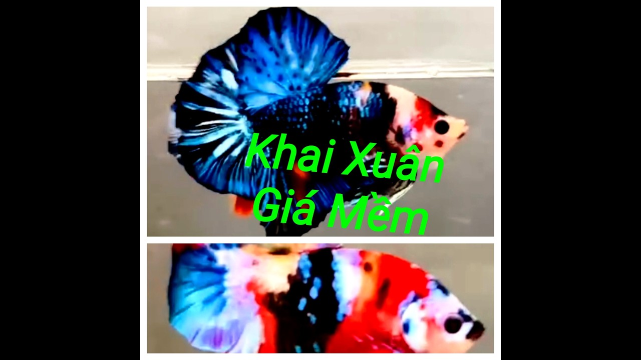 Đợt Cá Betta Koi Multi ngày 26/02/2026