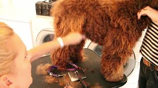 The Body, Hand/Scissor Cut by Royal Diamond Labradoodles 2,686 views 2 years ago 9 minutes, 3 seconds