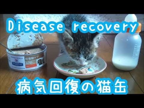 保護子猫】猫缶ヒルズ回復期ケアと抗生物質の力で、保護した猫が回復に