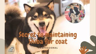 Secret to maintain your Shiba fur coat with pawfessional
