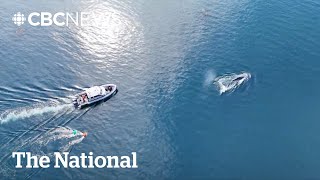 Humpback whale freed after 2 weeks entangled in fishing gear