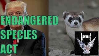 The Endangered Species Act Explained In Under 5 Minutes