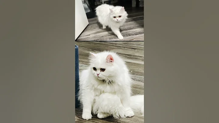 Video 10331071: persian kittens cattery