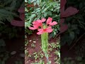 Flowers#music #relaxingmusic