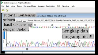 Tutorial BioEdit: konsensus sekuen DNA hasil sekuensing dengan bioedit. Lengkap dan pasti bisa!!! screenshot 4