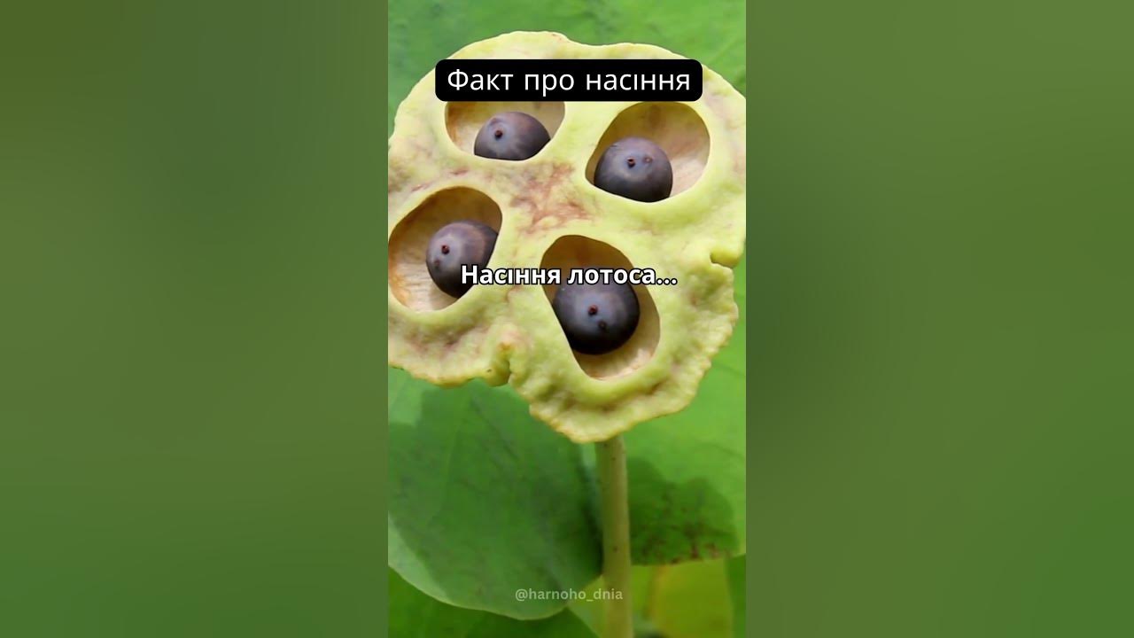 Насіння лотоса… - YouTube