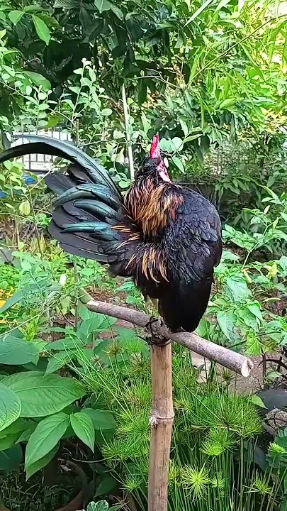 Kokok ayam Serama dipagi hari