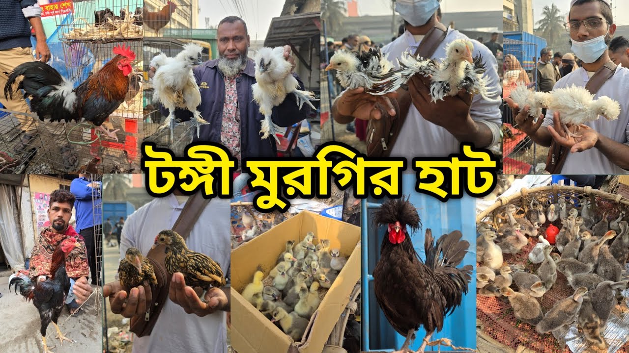 Tongi chicken hat | বাচ্চা সহ দেশি মুরগি | দেশি মুরগিতে ভরপুর | ফেন্সি মুরগি |ফেন্সি মুরগির দাম ২০২৬