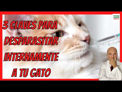 Video: ¿Se pueden desparasitar a los gatitos?