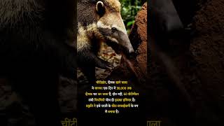 Ant eater #NatureFacts #AnimalAdaptation #WildlifeWonder #Ecosystem #shorts