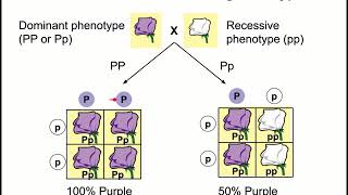 Video 22 - Genetics 2, probabilities and special cases