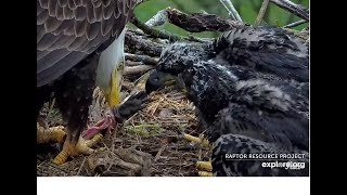 DN17: I lost my appetite after swallowing the big fish bone. 秃鹰 Decorah Eagles North Nest 2024 04 28