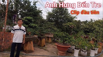 Tìm hiểu các dòng Tùng đa dạng tại vườn của anh Hưng ở Bến Tre
