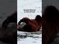 Grizzly Bear Loves Rolling Around In Snow